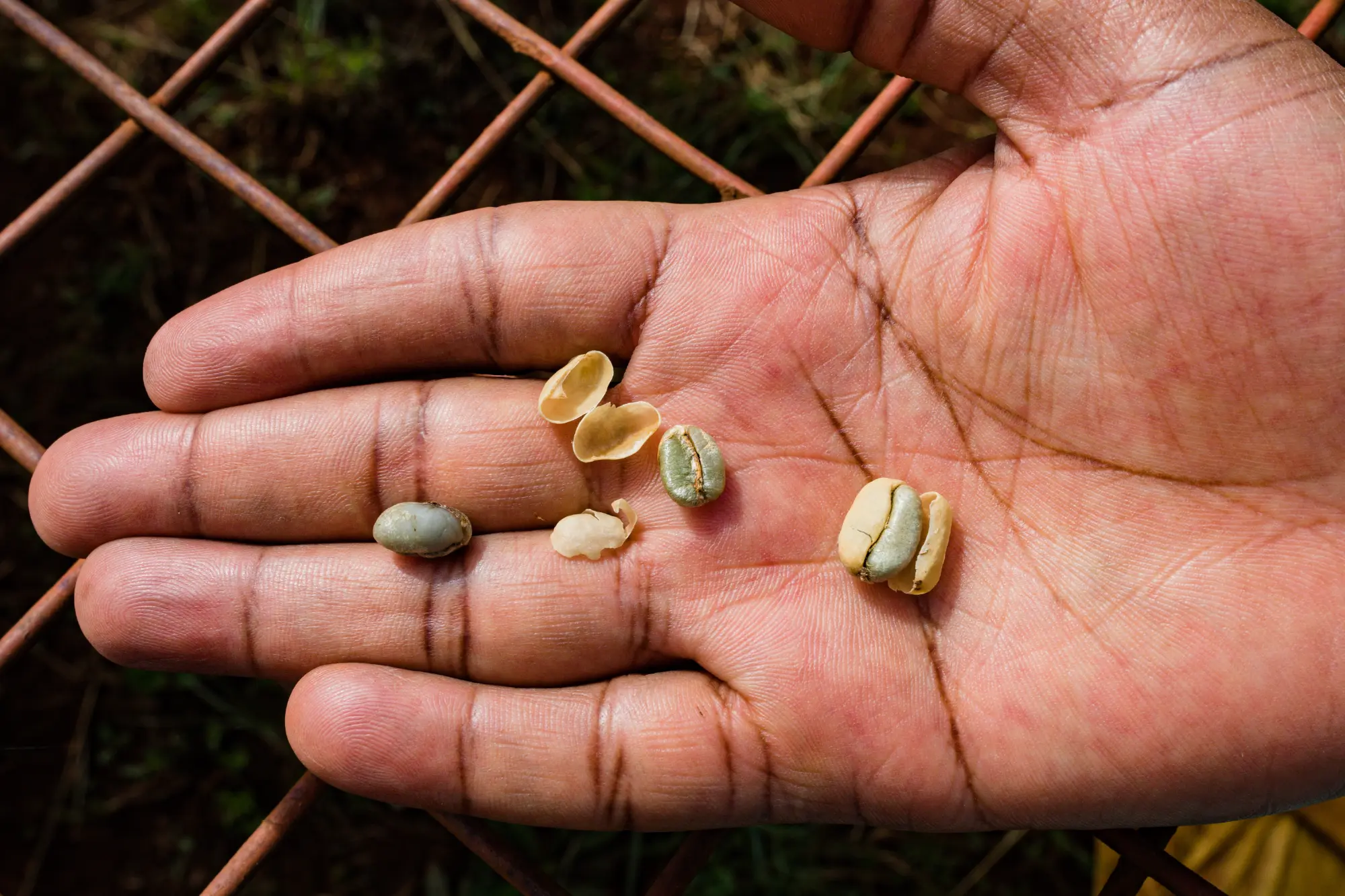 coffee-beans-berries-farm-farming-agriculture-in-k-2024-03-04-20-00-39-utc
