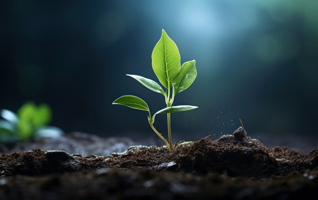 plant-8130367_1280