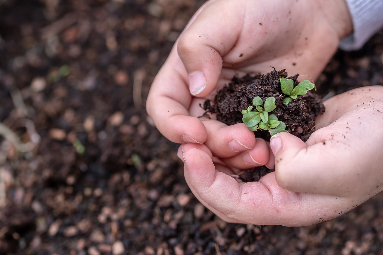 seedlings-3448883_1280